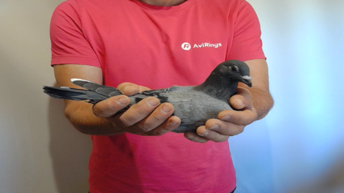 Pigeon image