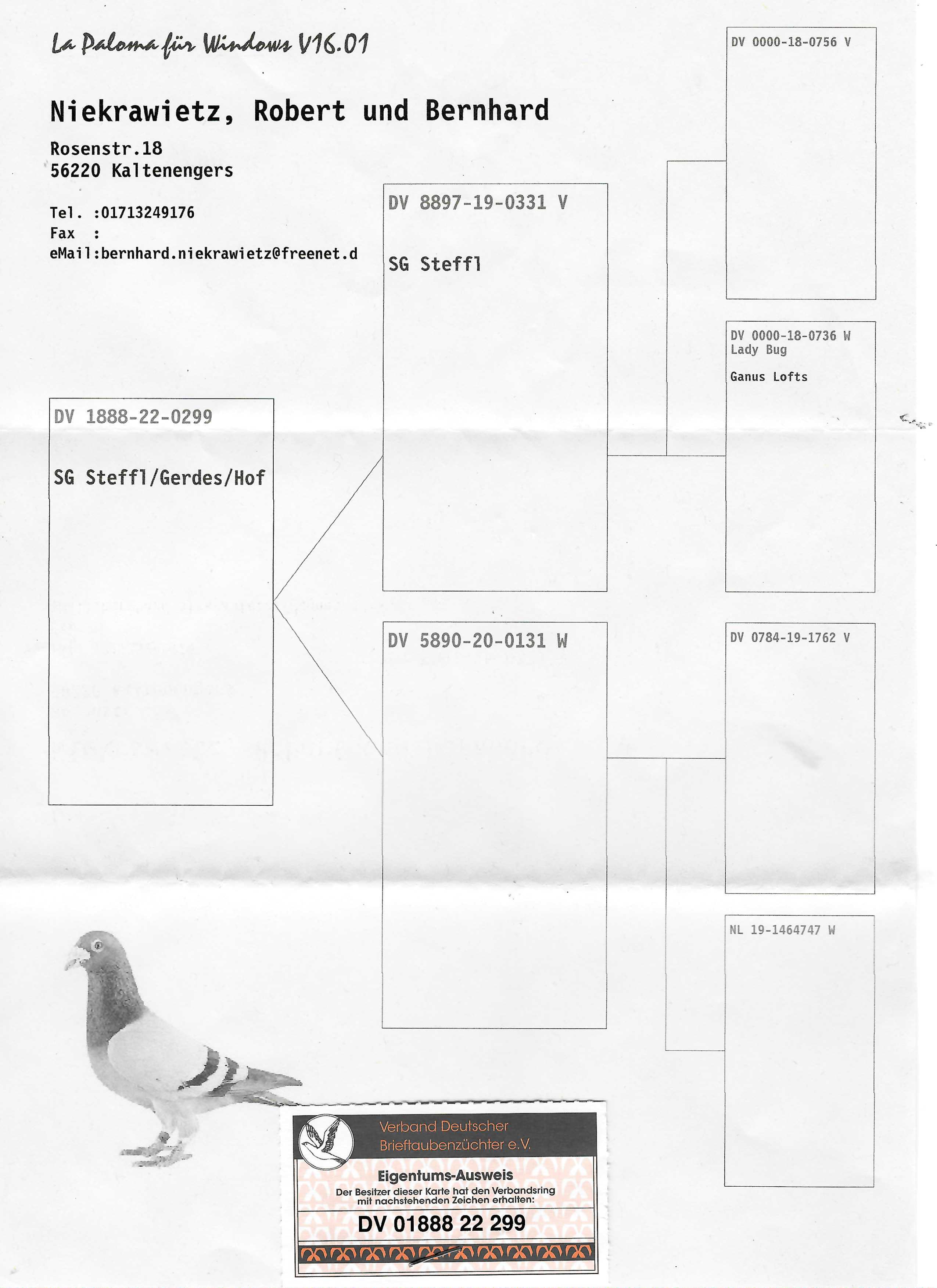 Pigeon pedigree image