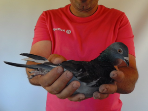 Pigeon image