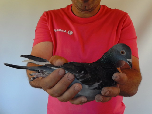 Pigeon image
