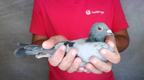 Pigeon image