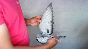 Pigeon image