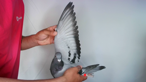 Pigeon image