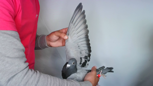 Pigeon image