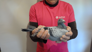 Pigeon image