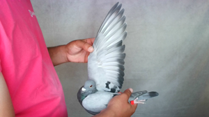 Pigeon image