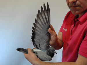 Pigeon image