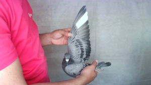 Pigeon image