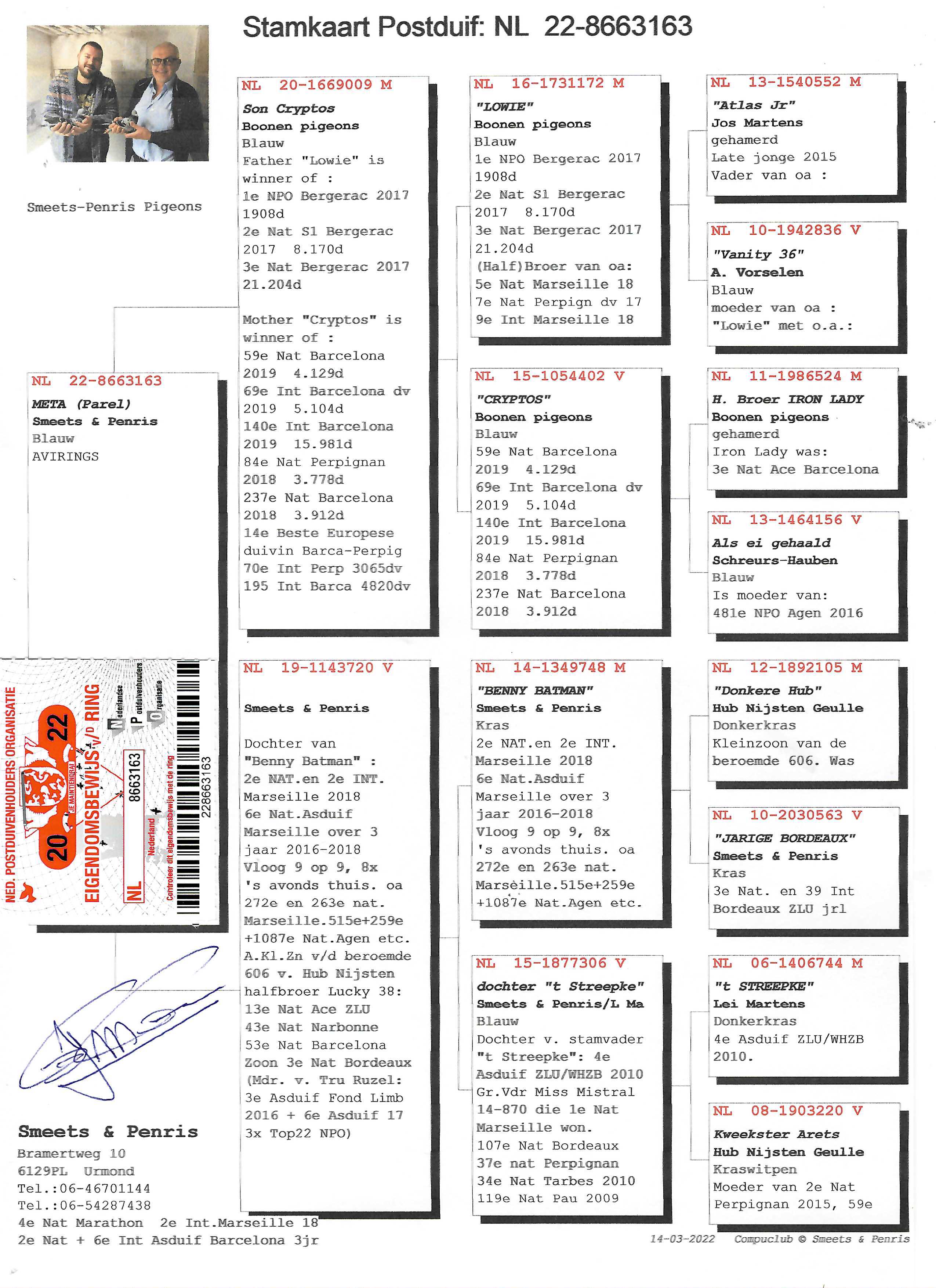 Pigeon pedigree image