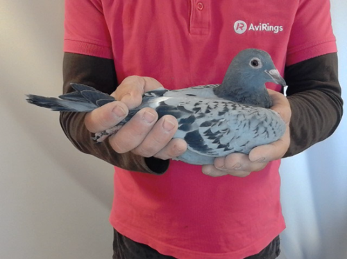 Pigeon image