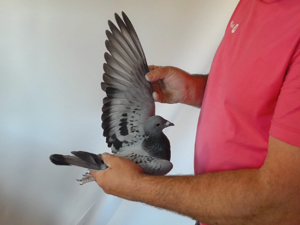 Pigeon image