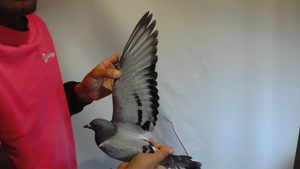 Pigeon image