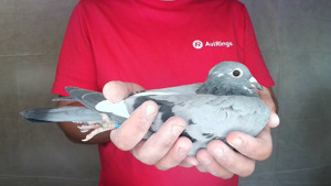 Pigeon image
