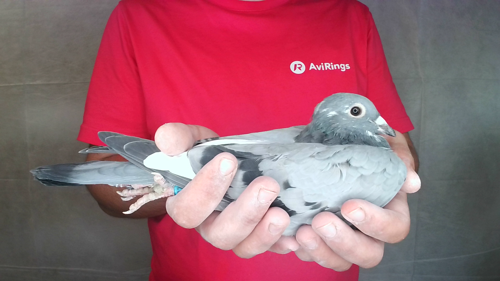 Pigeon image