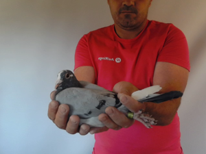 Pigeon image