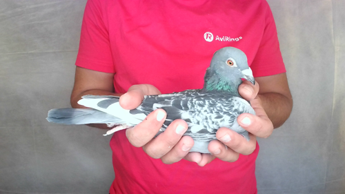 Pigeon image