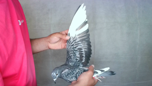 Pigeon image