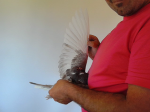 Pigeon image