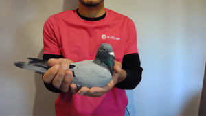 Pigeon image