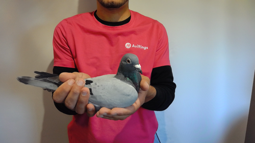 Pigeon image