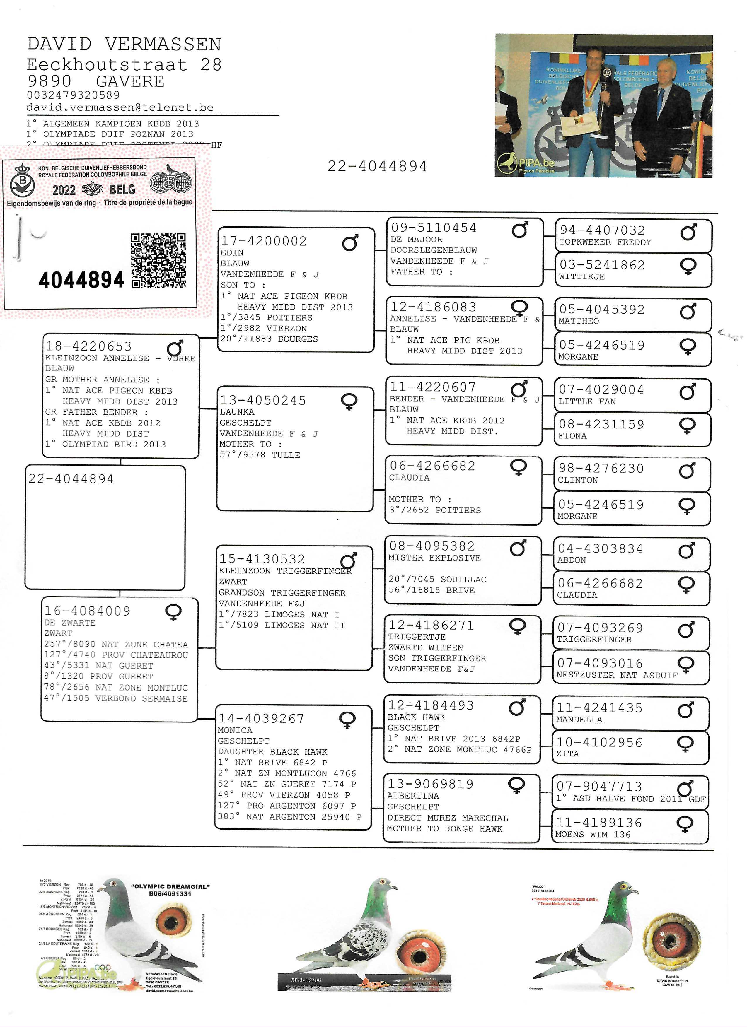 Pigeon pedigree image