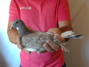 Pigeon image