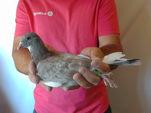 Pigeon image