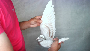 Pigeon image