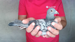 Pigeon image