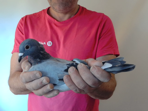 Pigeon image