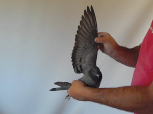Pigeon image