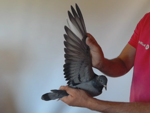 Pigeon image