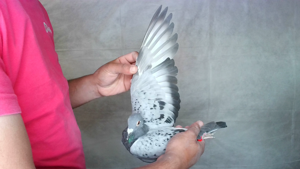 Pigeon image