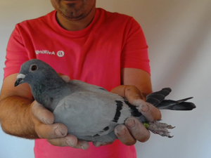 Pigeon image