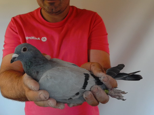 Pigeon image