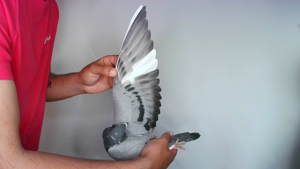 Pigeon image