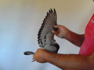 Pigeon image