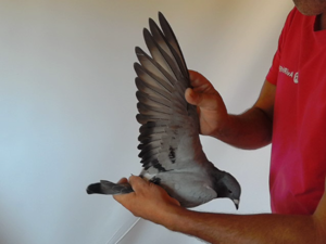Pigeon image