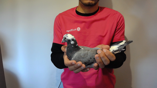 Pigeon image