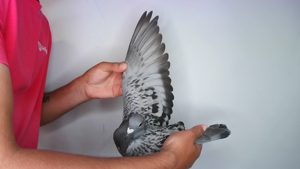 Pigeon image
