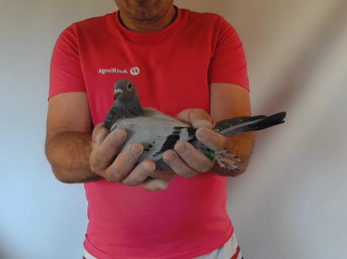 Pigeon image