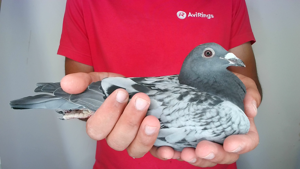 Pigeon image
