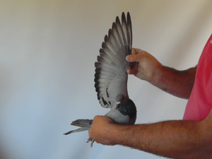 Pigeon image