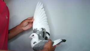 Pigeon image