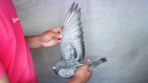 Pigeon image
