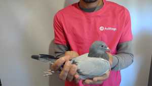 Pigeon image