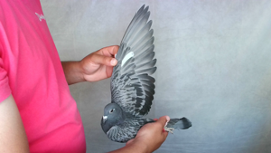 Pigeon image