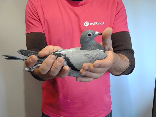 Pigeon image