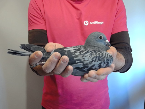 Pigeon image