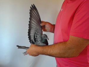 Pigeon image